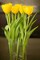Yellow Tulips Poster Print by Karyn Millet - Item # VARPDXPSMLT258